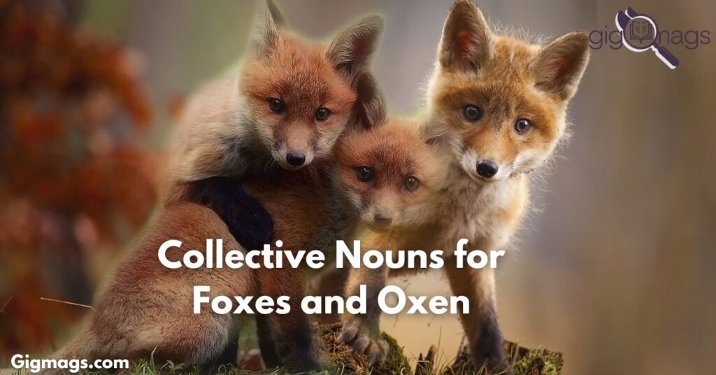 Collective Nouns for Foxes and Oxen