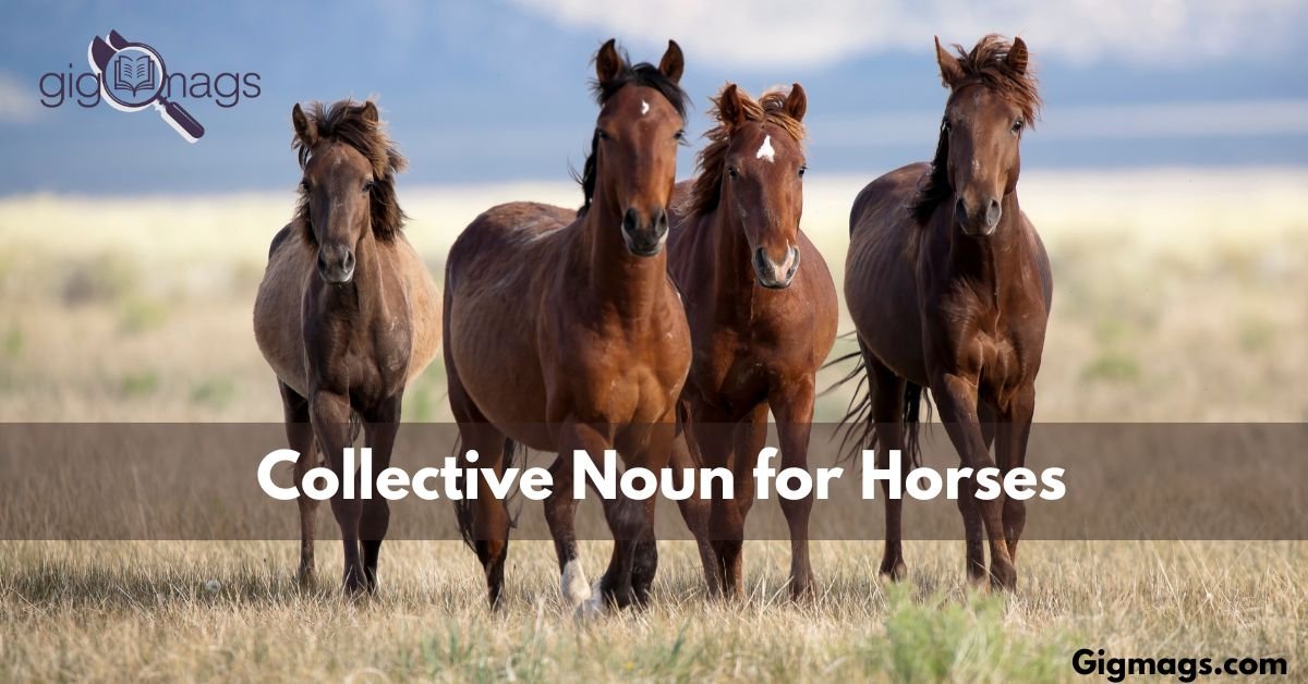 Exploring the Collective Noun for Horses and there Groups