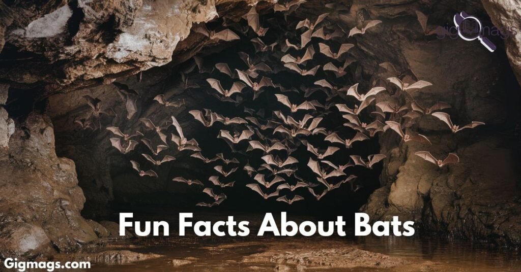 Fun Facts About Bats