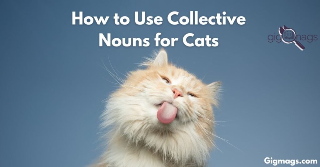 How to Use Collective Nouns for Cats