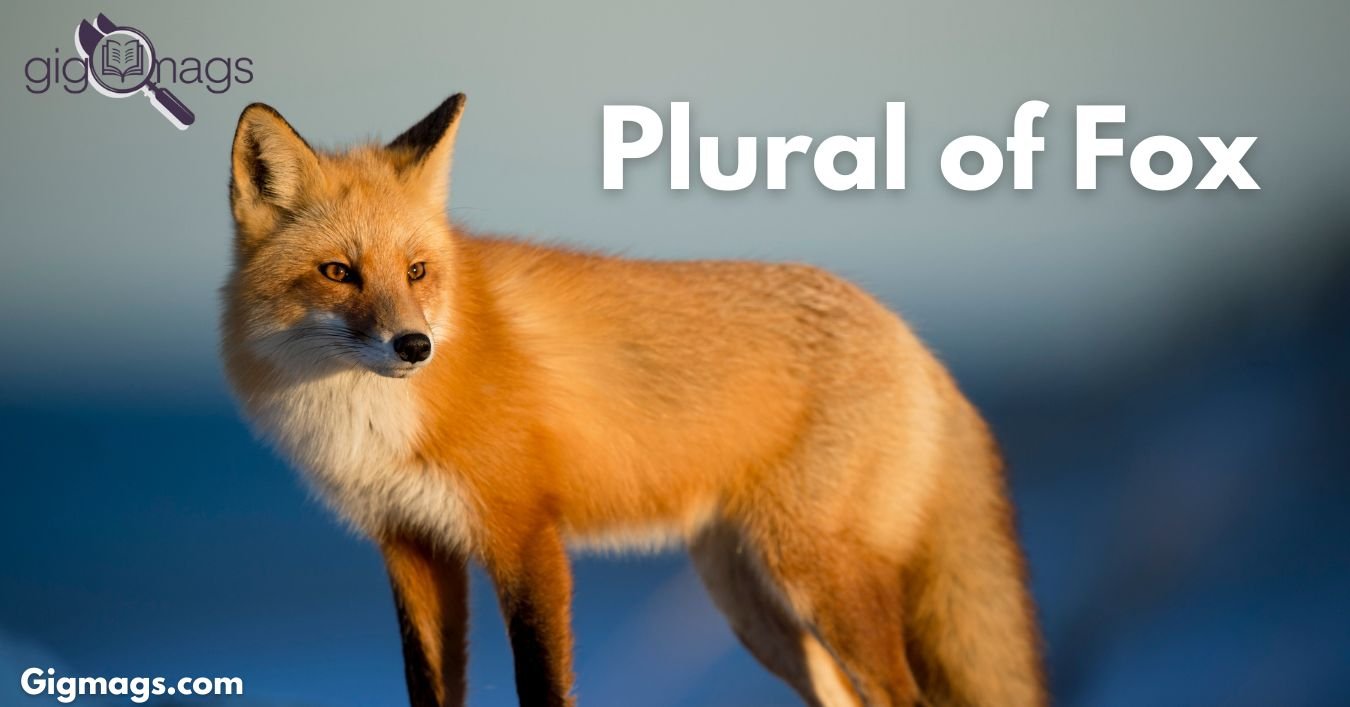 Plural of Fox