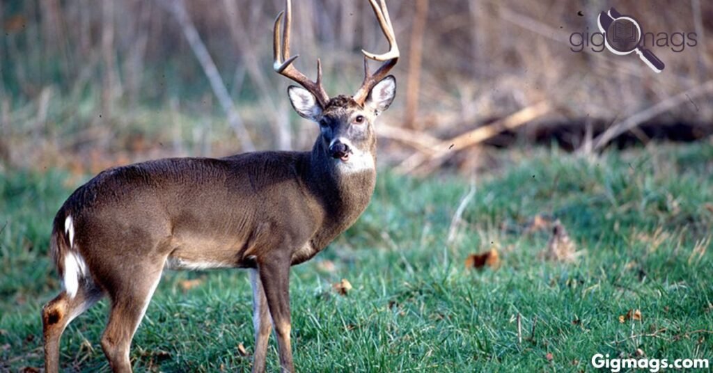 The Collective Noun for Deer What Is a Group of Deer Called