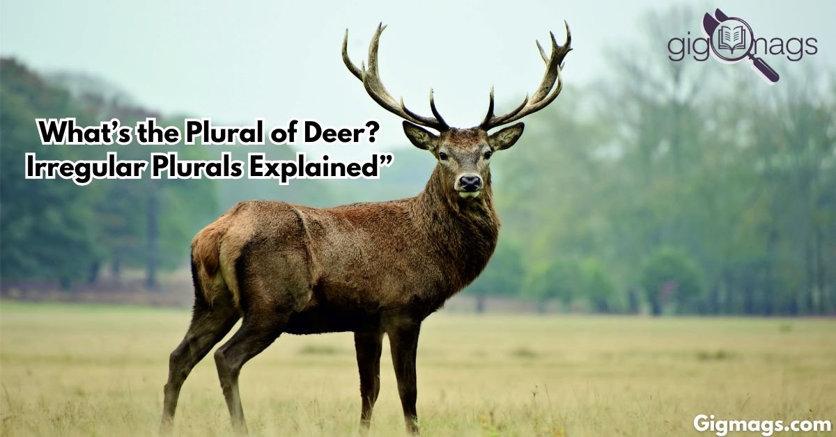 plural for deer